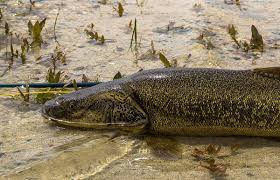 Large number of grayling and dace died